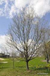 Acer saccharum 'Green Mountain' — photo 1